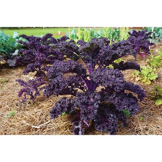 300h hạt giống cải xoăn kale đỏ red russian