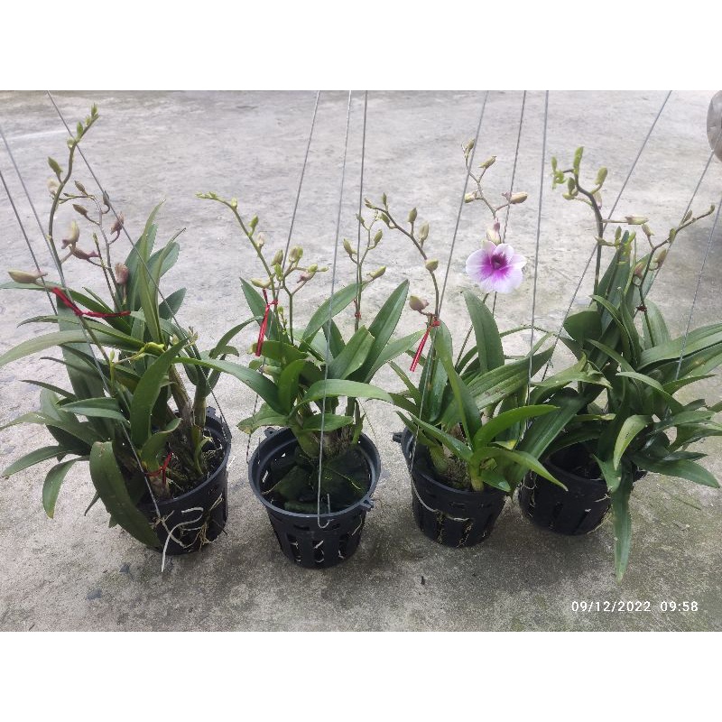 Denro mini yaya đang nụ đẹp