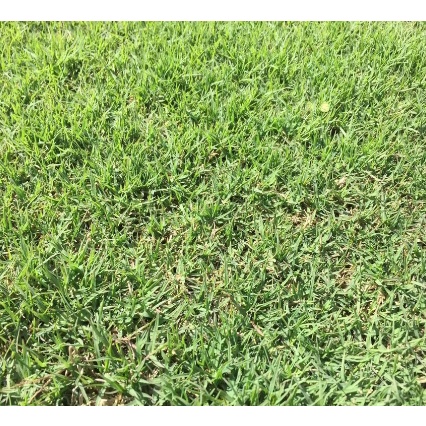 Bịch 1KG Hạt giống cỏ lá gừng  nảy mầm tốt