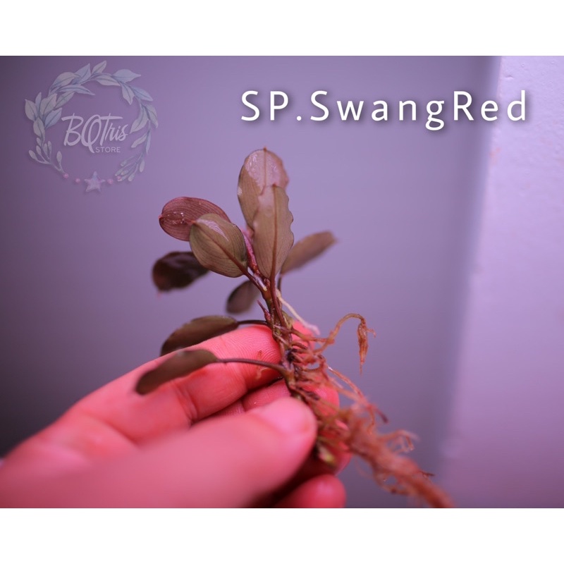 Bucep SP. SwangRed | hàng ngọn | lá cạn hình tròn | cây đẹp