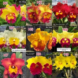 Lan cattleya giống cát 1lá