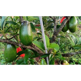 CÂY GIỐNG BƠ LÙN THANH SƠN [ TRỒNG CHẬU ĐƯỢC ] *