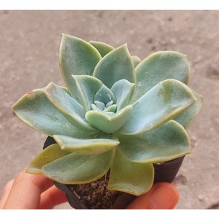 Sen đá Hoa Hồng Hà Lan - Hư 1 đổi 1- Cây cảnh trang trí- HOA ĐÁ shop