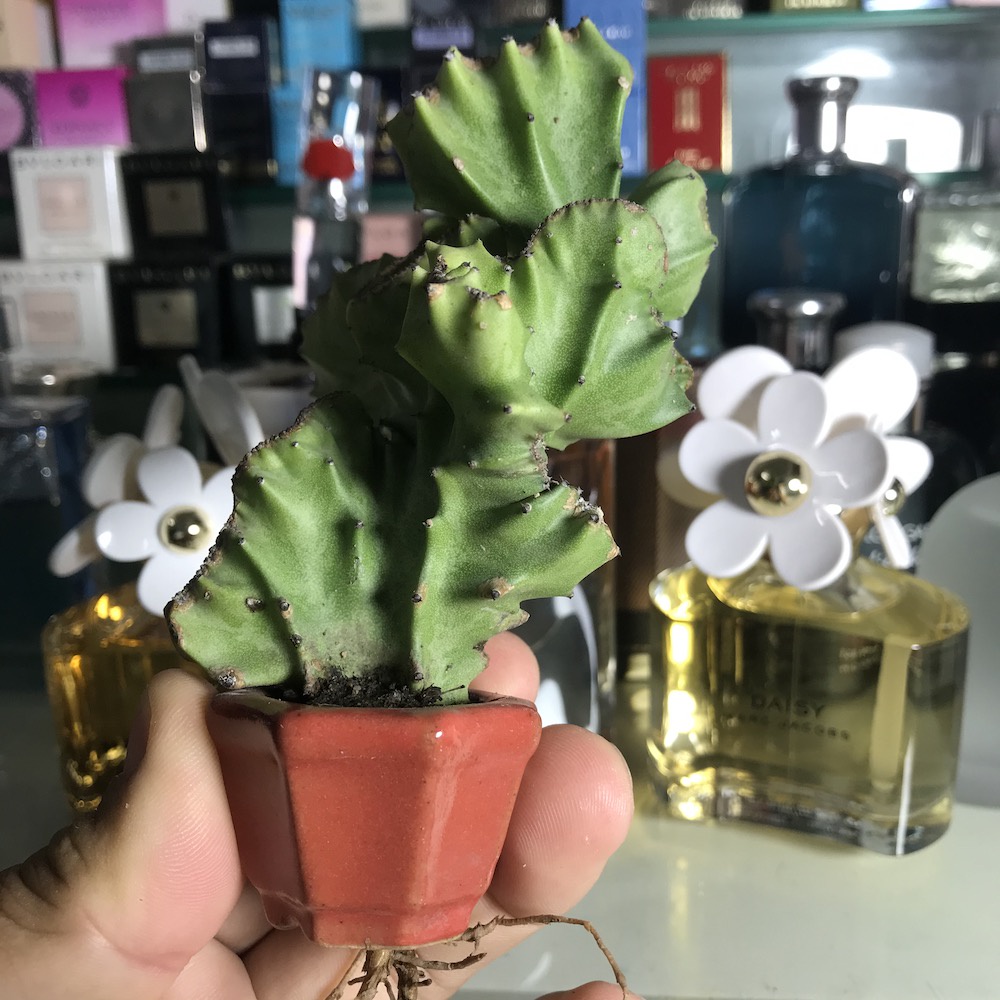 Cây xương rồng mini siêu dễ thương, cây thật!