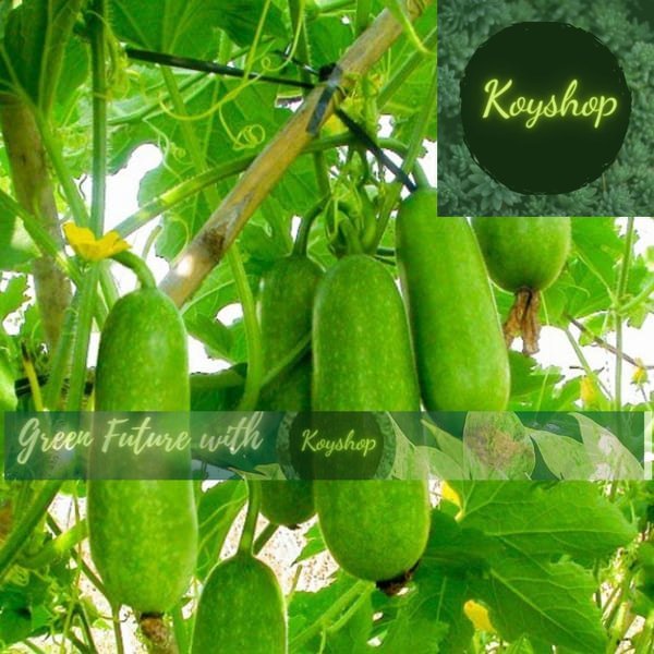 Hạt Giống Bí Đao Chanh (0.2gr) - Rado Seeds - Giá sỉ tốt hơn.