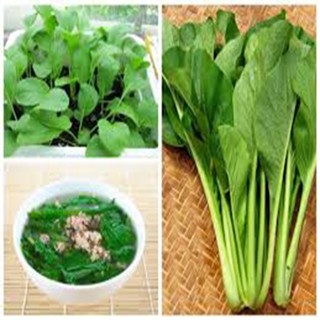 Hạt giống cây rau cải ngọt - 20 gram