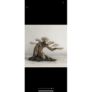 bon sai thuỷ sinh mini(cao từ 10 cm-15 cm)