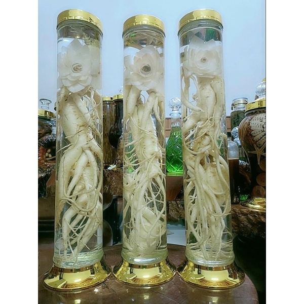 sâm dây Ngọc Linh to 8 củ/kg
