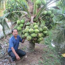 cây giống dừa tam quan (siêu lùn)