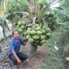 Cây giống dừa tam quan