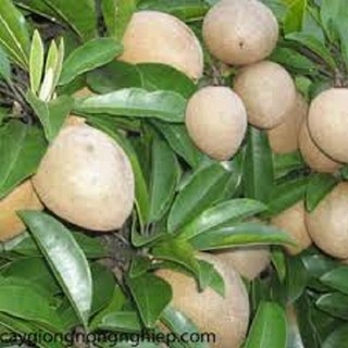 Cây giống hồng xiêm xoài chuẩn giống F1
