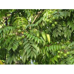 Giống Cây Sấu ( cây siêu sớm)