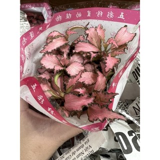 chậu cây cẩm nhung (cây lá may mắn )