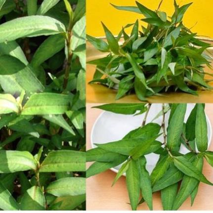 200H -Hạt_Giống_Rau_Răm_Chuẩn_F1_(Tặng kèm phân bón, kích mầm)
