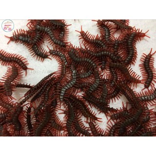 Con rết giả đồ chơi ruồi gián kiến nhện rắn