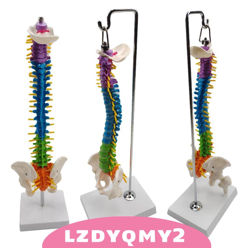 Giá Đỡ Mô Hình Xương Cột Sống Linh Hoạt Có Chân Đứng Pelvis