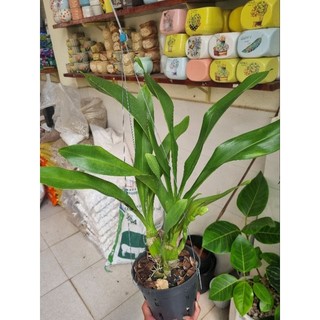 Lan hoàng hậu xanh ( chậu lớn 2-3 thân)