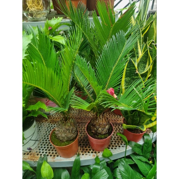 Chậu cây vạn tuế (cây cảnh để bàn)