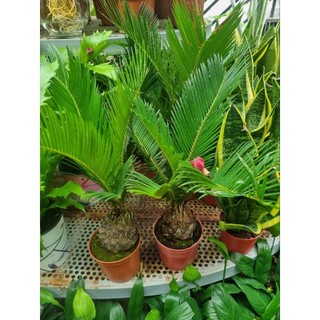 Chậu cây vạn tuế