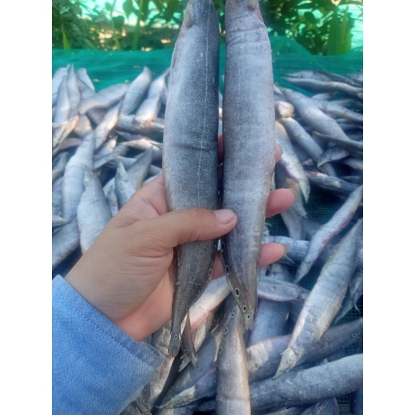 Khô cá chạch size đại vị vừa ăn