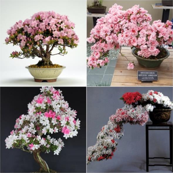 COMBO 2 CÂY GIỐNG HOA ĐỖ QUYÊN NHẬT BẢN ĐỦ MÀU