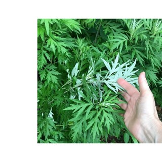 50h hạt giống ngải đắng