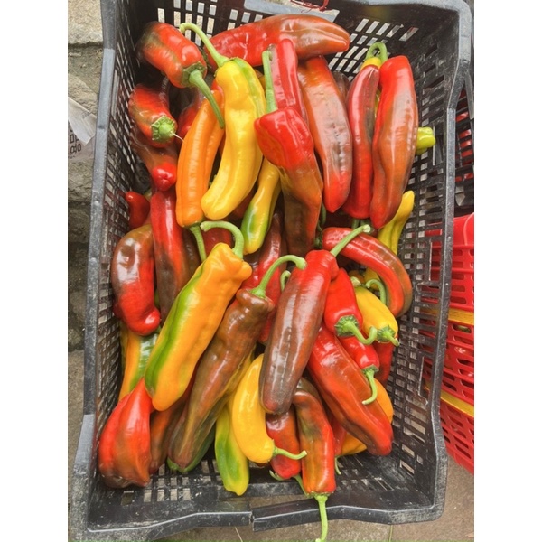 Ớt trái cây - Ớt Palermo