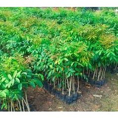 cây xà cừ giống cao ( cây siêu tốt)