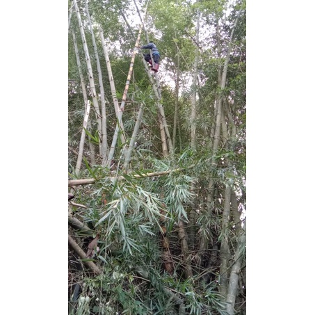 Trà lá tre gai/ Trúc diệp quyển tâm hữu cơ