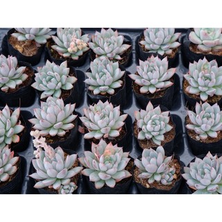 Sen Đá Mận Tím Size Bầu 5cm  cây cảnh trang trí SENDABL