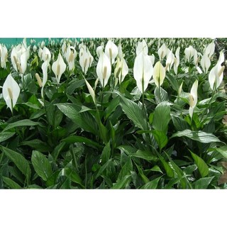cây lan ý giống cỡ lớn ( như hình đăng) - 1 cây