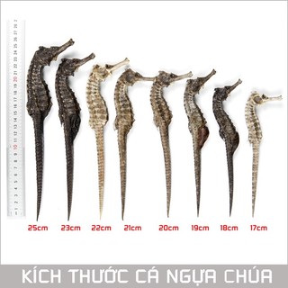 Cá ngựa chúa, các size từ 16cm đến 22cm