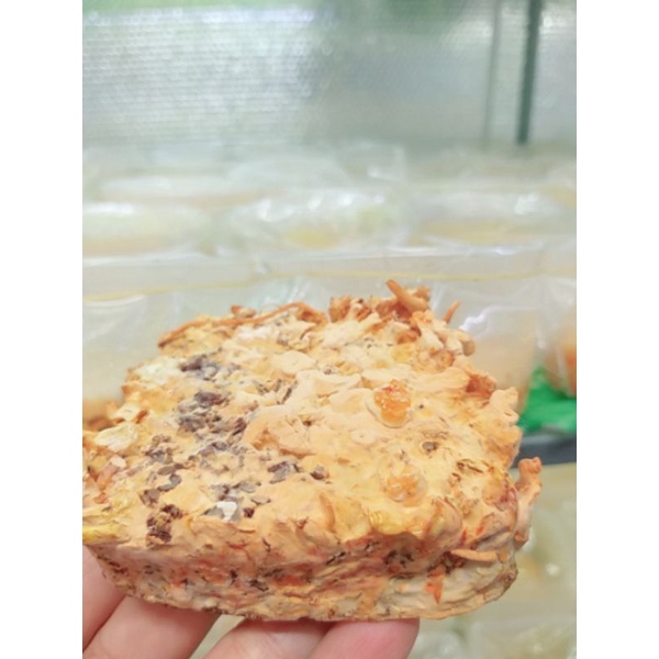 1kg Đế nấm đông trùng hạ thảo