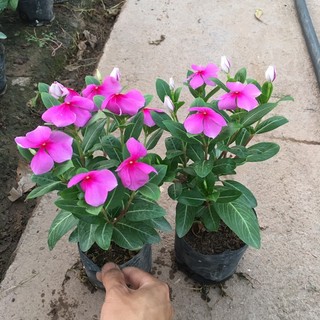 50h hạt giống hoa dừa cạn lùn hồng