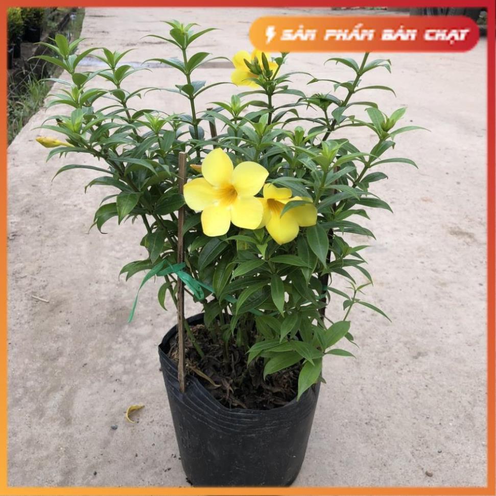 Cây huỳnh anh đứng, Chiều cao 30-35cm tán sum suê hoa nở đẹp bắt mắt, thích hợp trang trí sân vườn