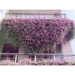 HOA NGŨ SẮC TÍM RỦ