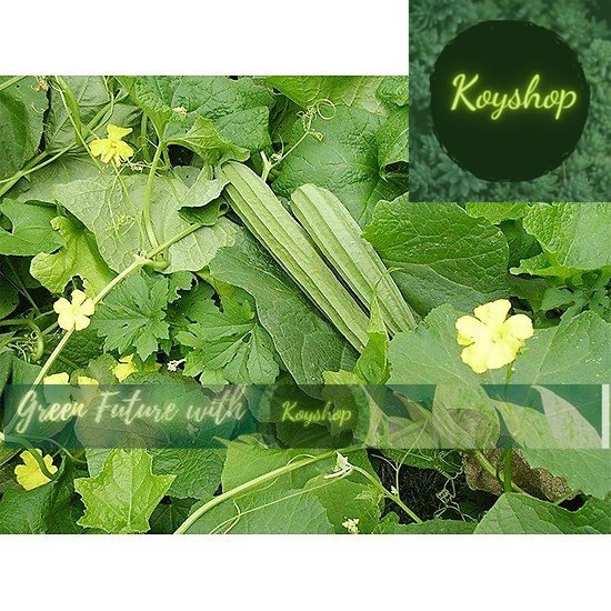 Hạt giống mướp khía - Rado Seeds - Giá sỉ tốt hơn.