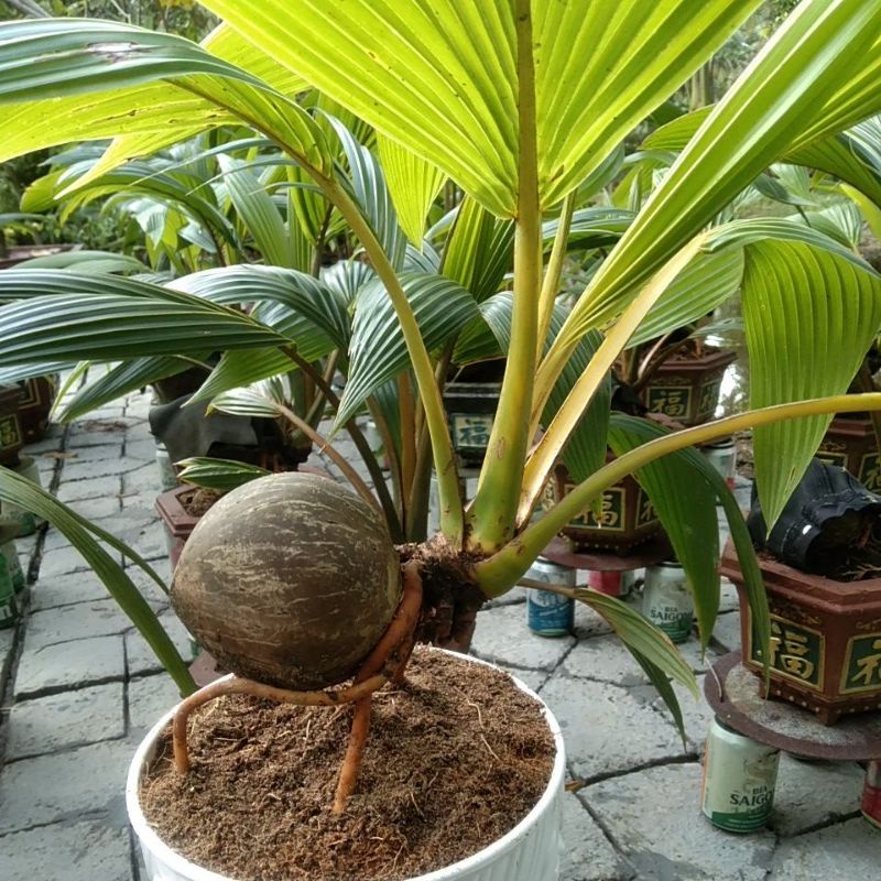 Dừa bonsai - giá rẻ