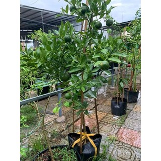 Quýt đường đang trái 1m6