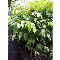 Cây Giống Sao Đen ( cây có bảo hành)