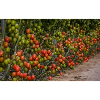 0.2Gr Hạt Giống Cà Chua Crazy Mix