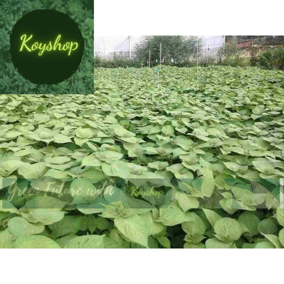 Hạt Giống Rau Thơm Mè Hàn Quốc Lá Vừng Rado Seeds. - Giá sỉ tốt hơn !