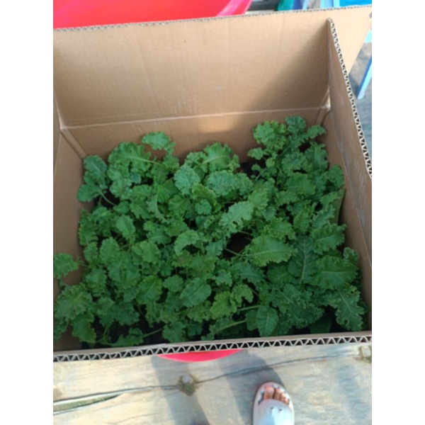 Combo 3 cây cải kale