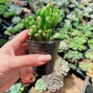 Sen đá ống điếu size bầu 3-5 cm
