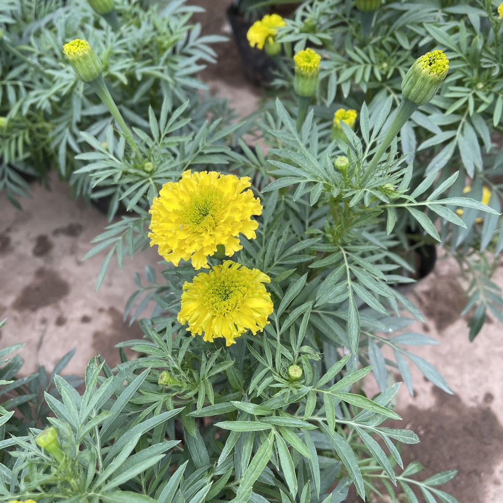 Cây hoa cúc vạn thọ vàng chiều cao 25cm hoa siêu bền nhiều nụ,thích hợp trang trí ban công ngày tết