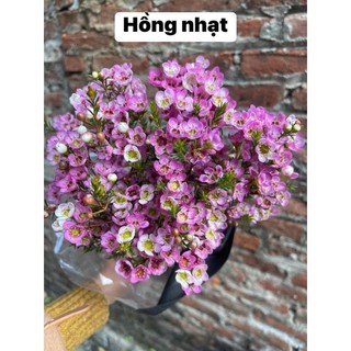 Hoa Thanh Liễu