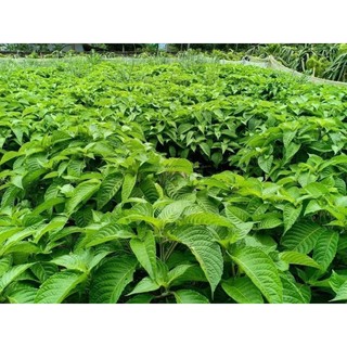 Chè khổng lồ nuôi bò dê heo (Đơn 15 Cây Giống đã ươm mầm)