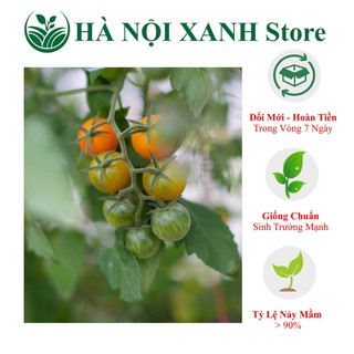 Cà chua bi quả ngọt