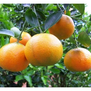Giống cây Quýt thái không hạt