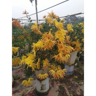 Cúc cổ Hoàng Long Cảo -(cây giống)